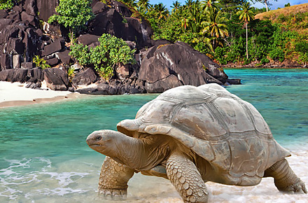 Landsköldpadda på Seychellerna. 