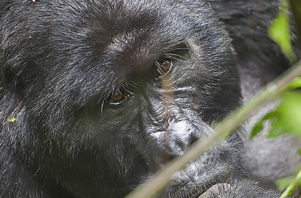 Gorillaspårning i Uganda med Thabela Africa.