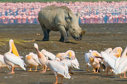 Safariresa Kenya