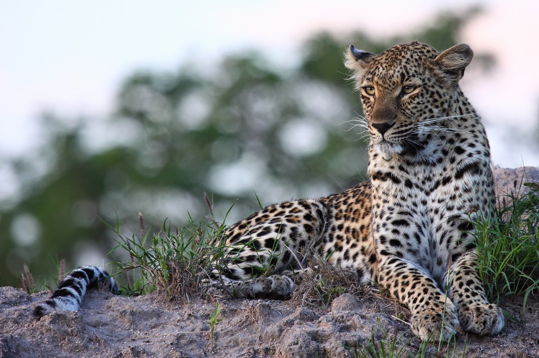 Bild Leopard, Thabela Africa.