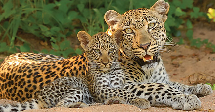 Bild Leoparder i Kruger nationalpark, Afrika.