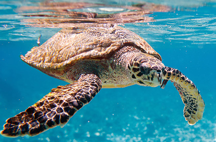 Karettsköldpadda på Seychellerna.