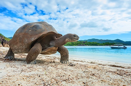Sköldpadda, strand, Seychellerna