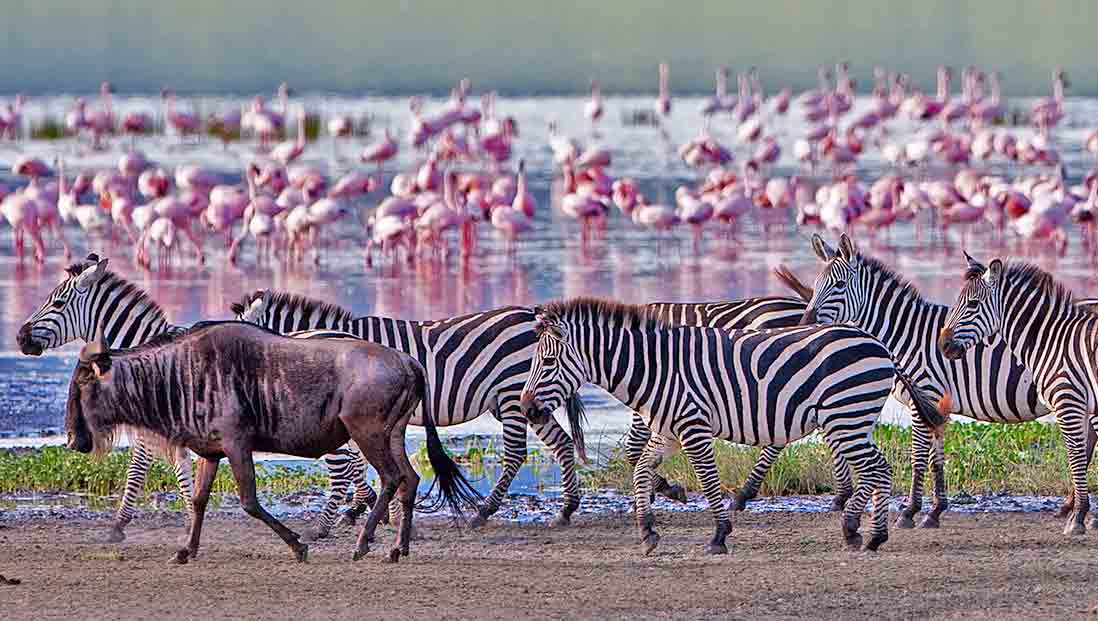 Bild Tanzania safari Serengeti med Thabela Africa.