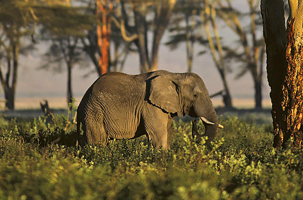 Safari i Tanzania.