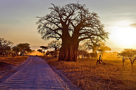 safari i Tanzania.