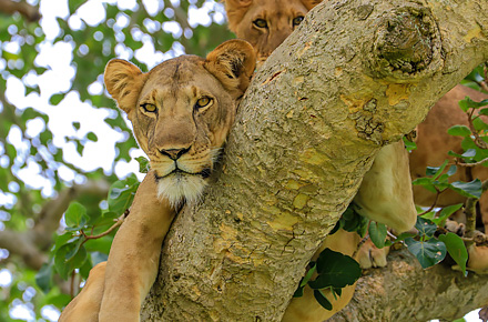 Resor till Uganda. Trädklättrande lejon.