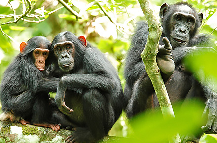 Uganda safari med bergsgorillor och schimpanser.